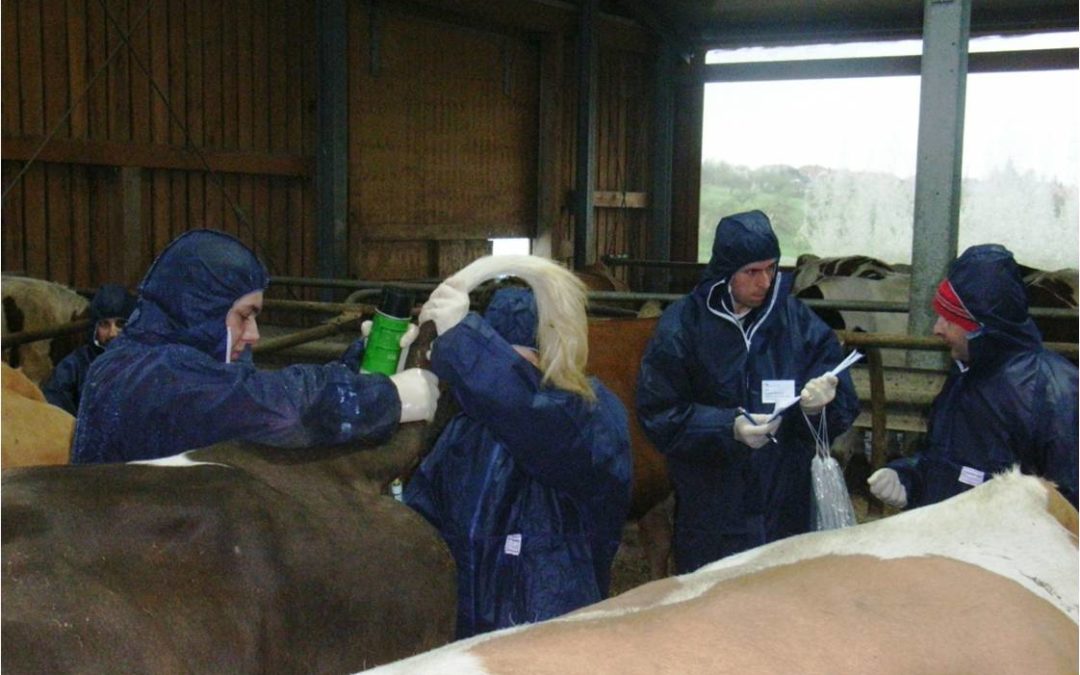 Projekt Tierseuchenübung 2013